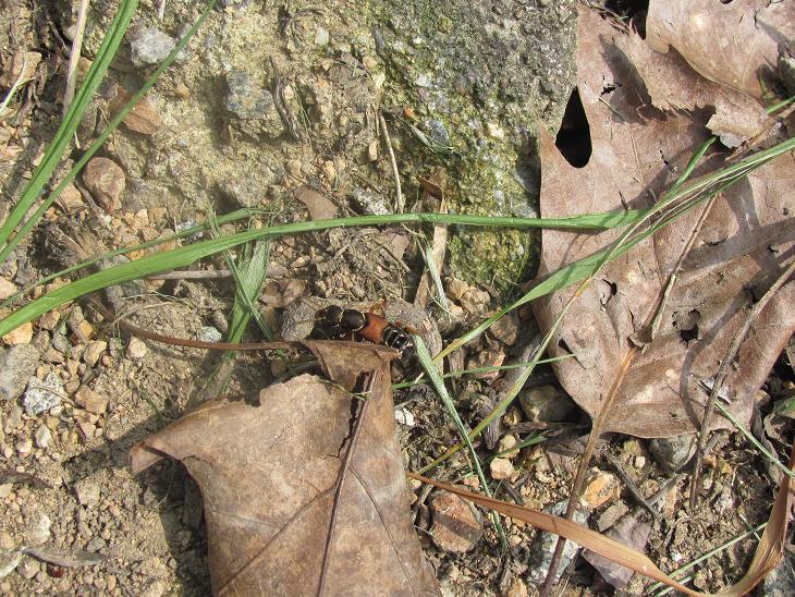Staphylinus caesareus, Staphylinidae